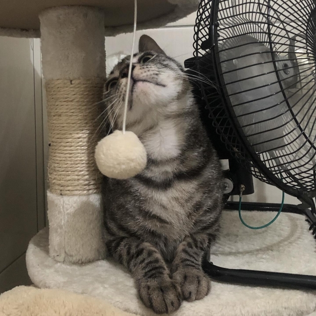 黛黛-亞大聖市-人氣寵物票選