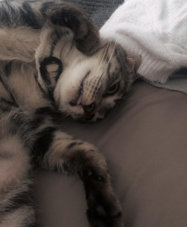 黛黛-亞大聖市-人氣寵物票選