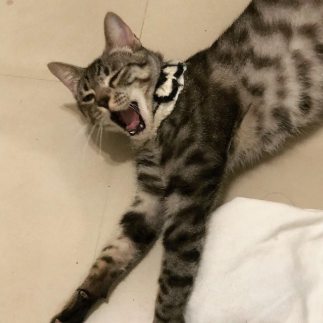 黛黛-亞大聖市-人氣寵物票選