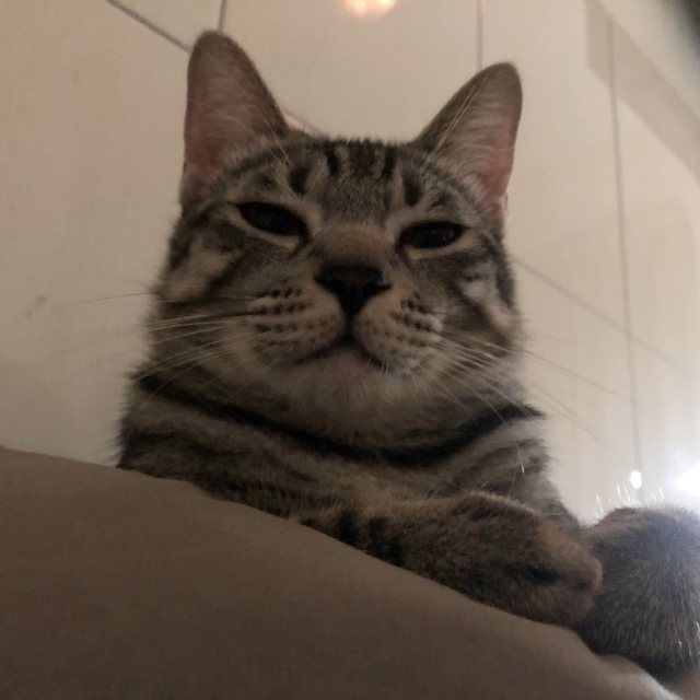 黛黛-亞大聖市-人氣寵物票選