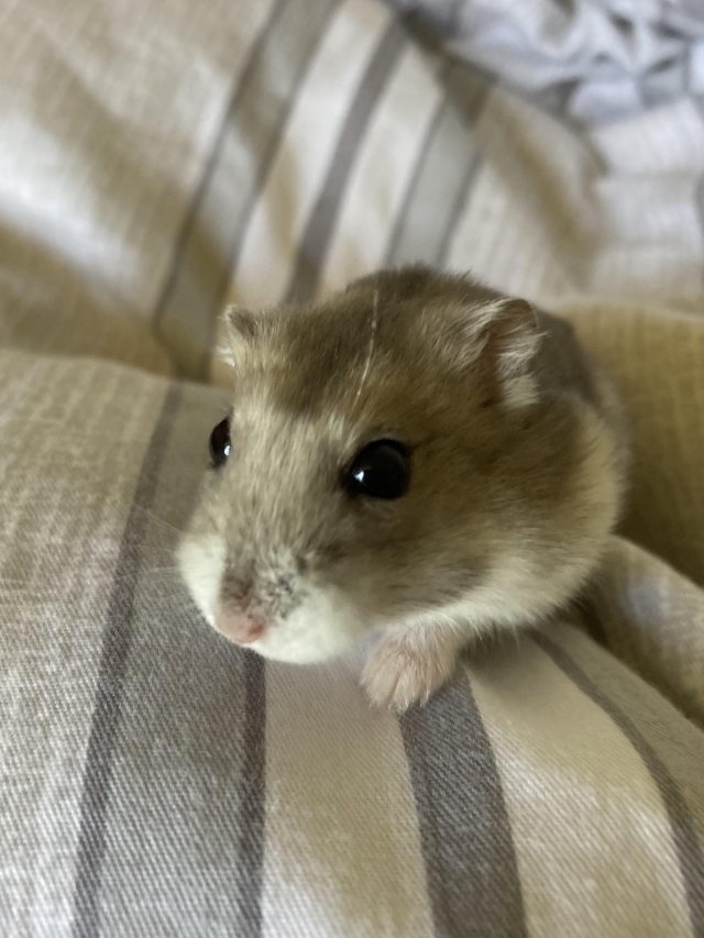 不是米老鼠的阿米桑-亞大聖市-人氣寵物票選