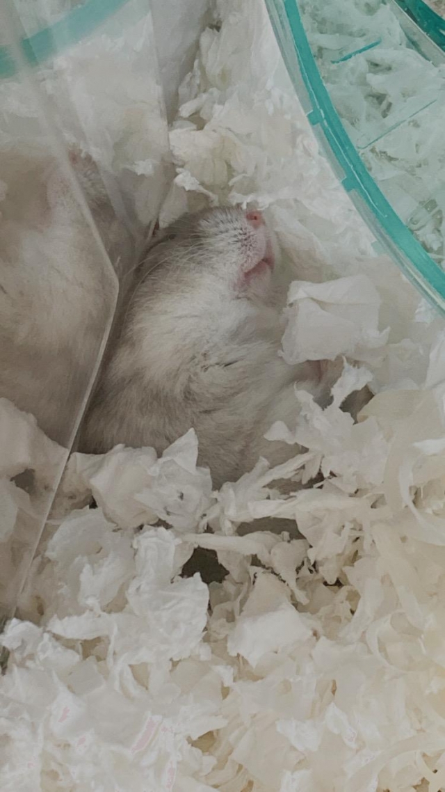 不是米老鼠的阿米桑-亞大聖市-人氣寵物票選