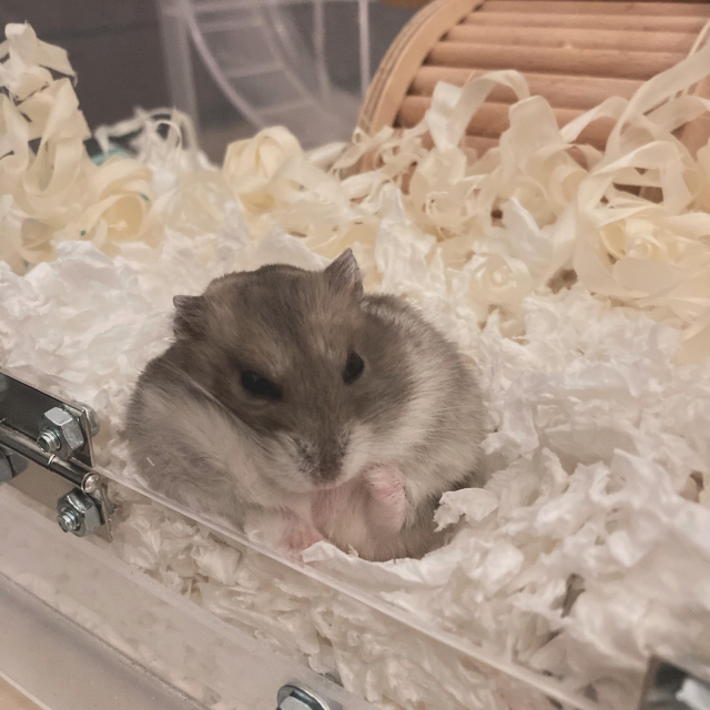 不是米老鼠的阿米桑-亞大聖市-人氣寵物票選