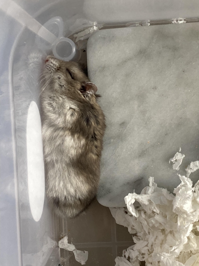 不是米老鼠的阿米桑-亞大聖市-人氣寵物票選