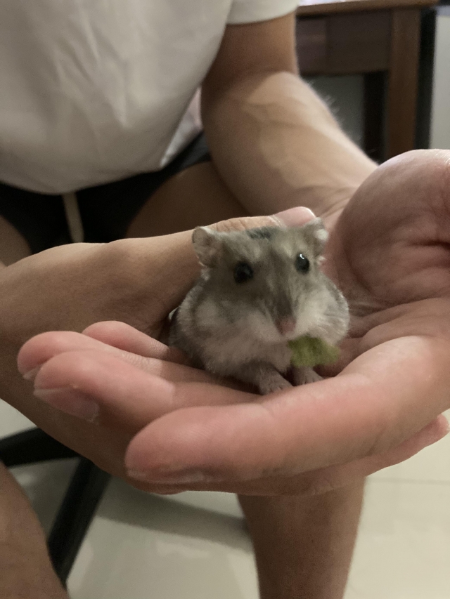 不是米老鼠的阿米桑-亞大聖市-人氣寵物票選