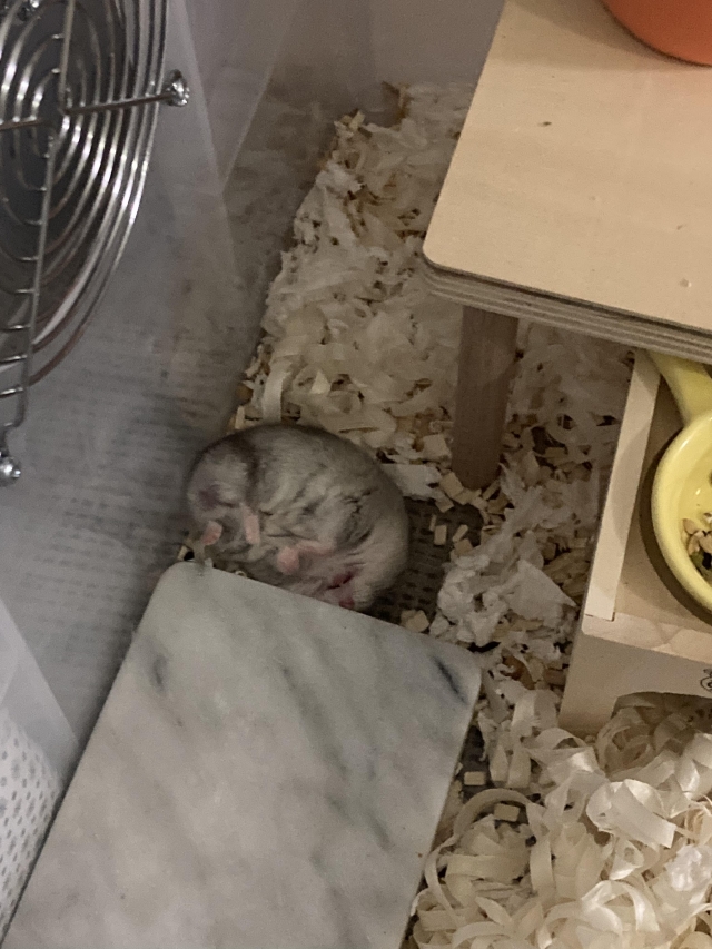 不是米老鼠的阿米桑-亞大聖市-人氣寵物票選