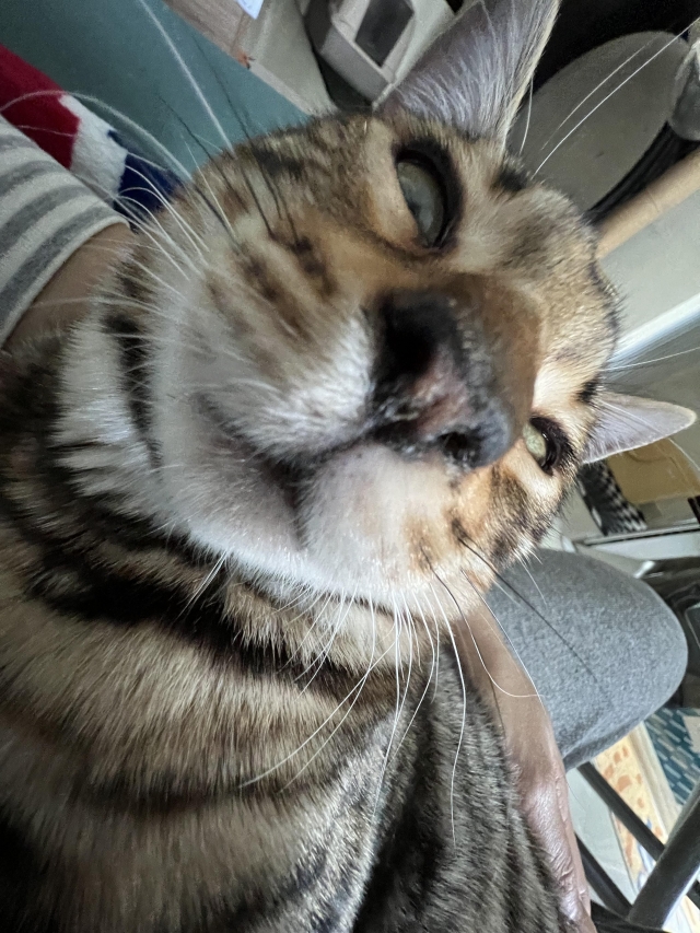 真係瞓咗？-《參心堂 x Fancymeow》最趣怪表情大賽 