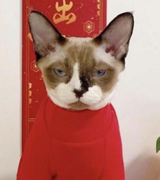 被迫營業的樣子-《參心堂 x Fancymeow》最趣怪表情大賽 