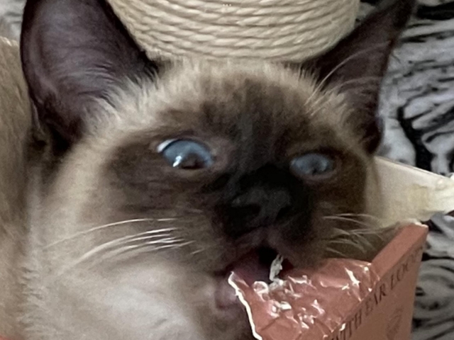 咬你咬你-《參心堂 x Fancymeow》最趣怪表情大賽 