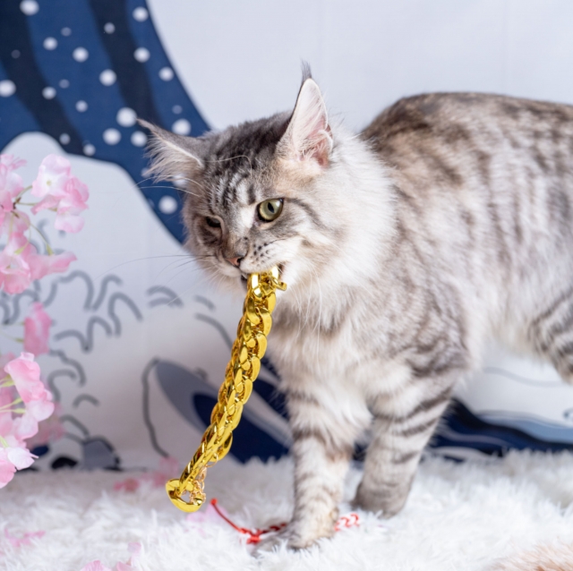 小時偷針，大時偷金-《參心堂 x Fancymeow》最趣怪表情大賽 