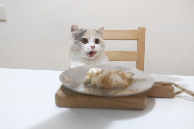 うまい！好味！-《參心堂 x Fancymeow》最趣怪表情大賽 