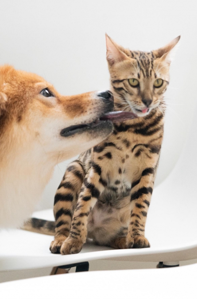 喂！貓狗授受不親，唔好錫我！-《參心堂 x Fancymeow》最趣怪表情大賽 