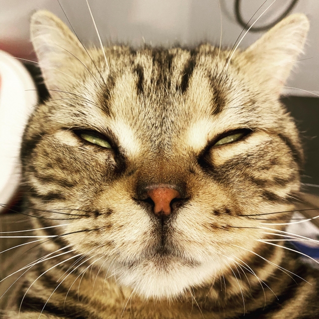 厭世主子-《參心堂 x Fancymeow》最趣怪表情大賽 