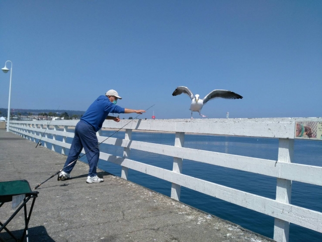 Fishing with birds-金色年華攝影比賽