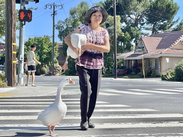 養鵝防老-金色年華攝影比賽