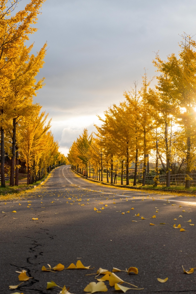 銀杏大道(銀杏並木)-我愛深川巿旅遊主題大票選
