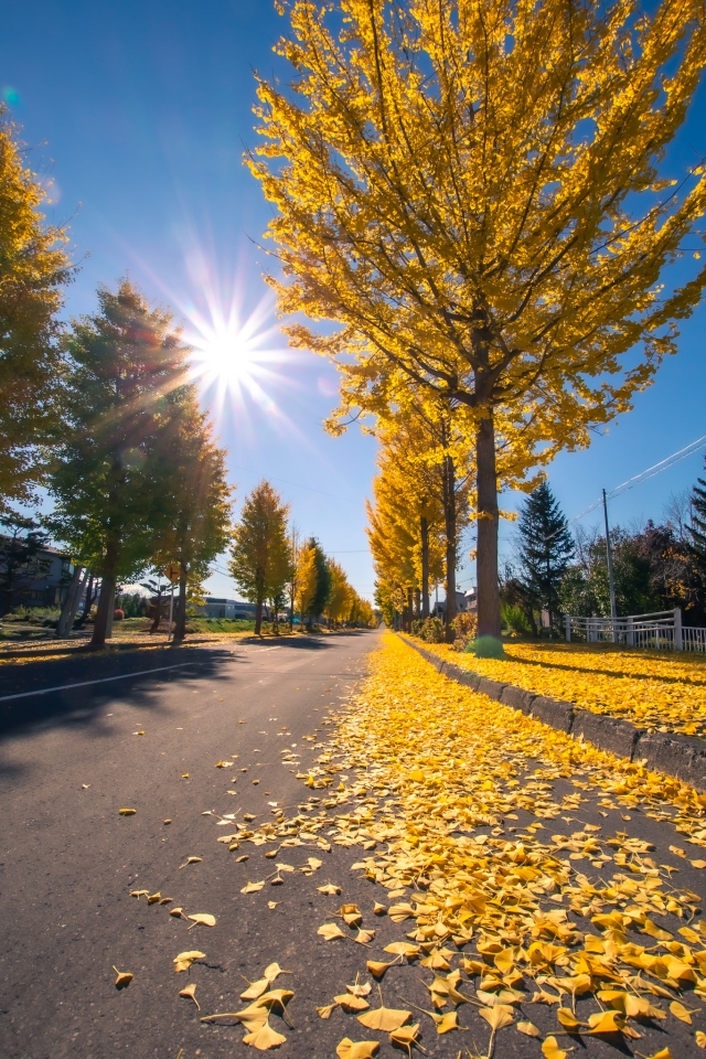銀杏大道(銀杏並木)-我愛深川巿旅遊主題大票選