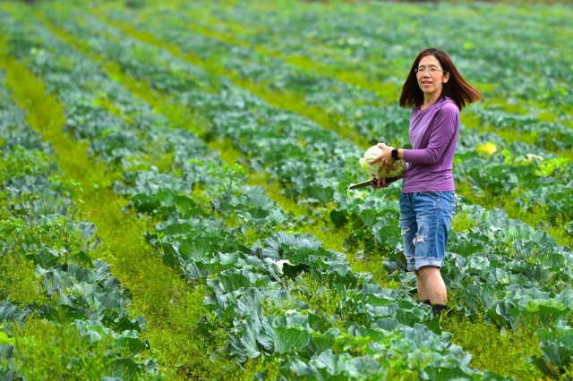 鮮採高麗菜樂趣-2023大潮藝文市集系列活動~潮州之美攝影比賽人氣獎票選活動