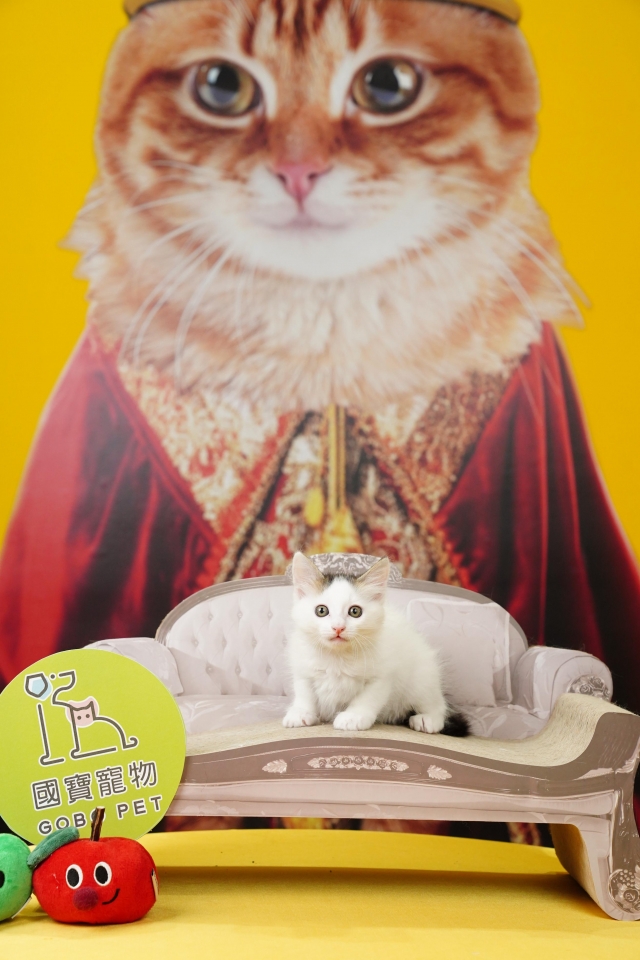 世界貓咪博覽會初體驗-國寶寵物喵寶貝大使_選拔賽