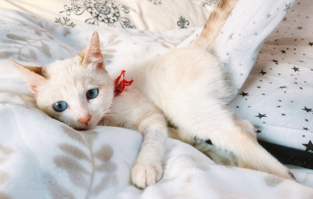 藍眼小美女-國寶寵物喵寶貝大使_選拔賽