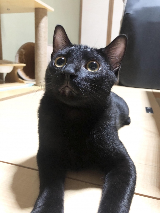 寶貝月月-國寶寵物喵寶貝大使_選拔賽