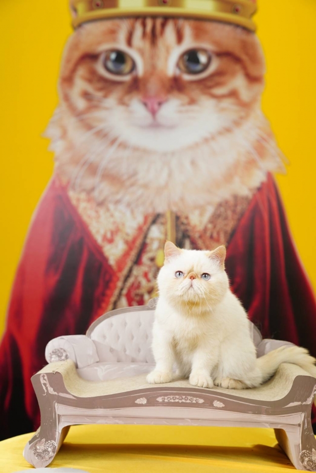 異國短毛加菲貓^_^-國寶寵物喵寶貝大使_選拔賽