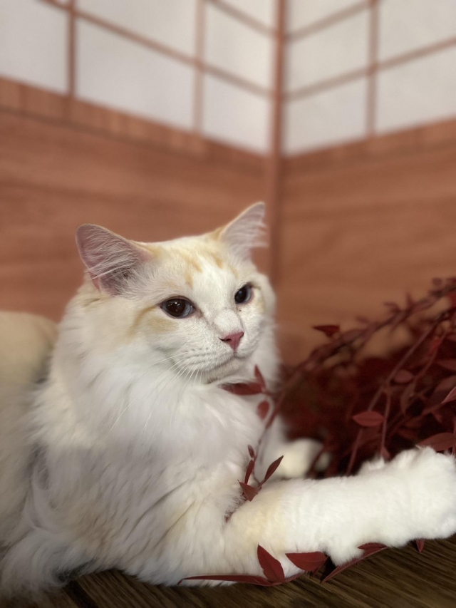 Zeus傲嬌大使-國寶寵物喵寶貝大使_選拔賽