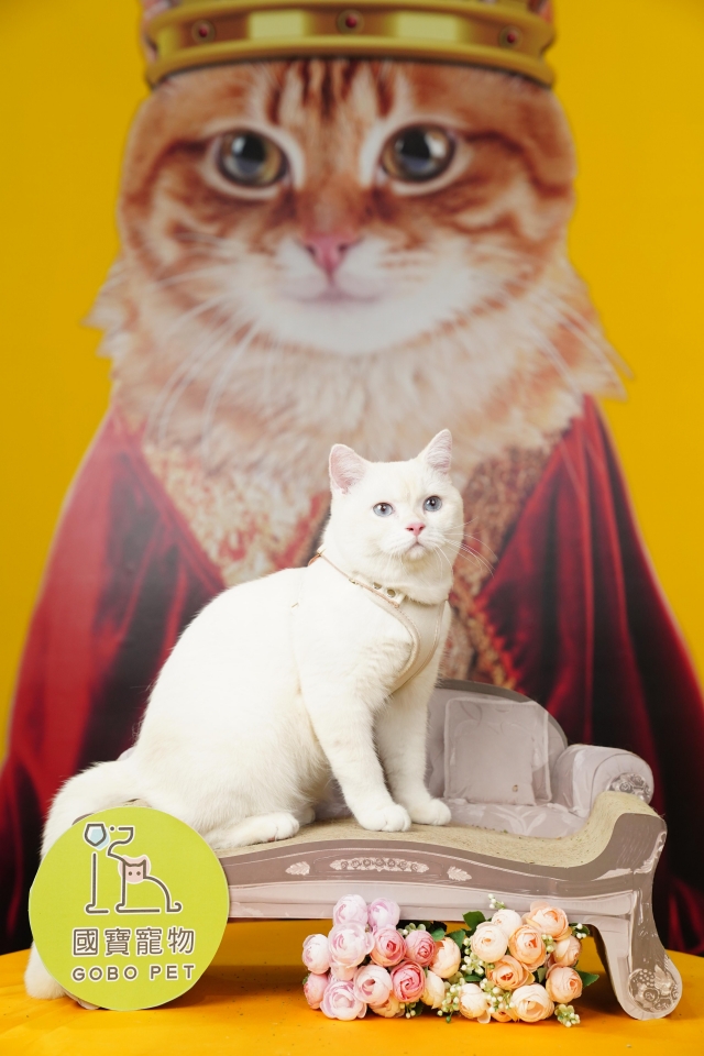 金牛牛-國寶寵物喵寶貝大使_選拔賽