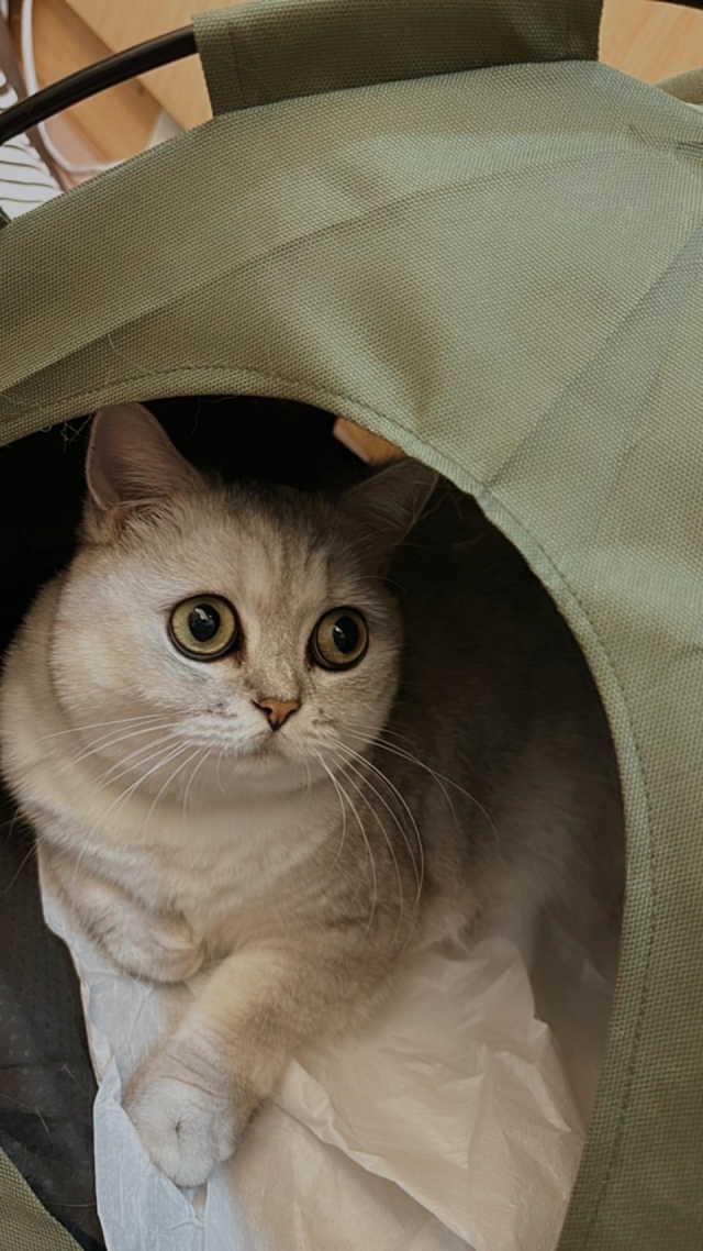 戰戰-國寶寵物喵寶貝大使_選拔賽