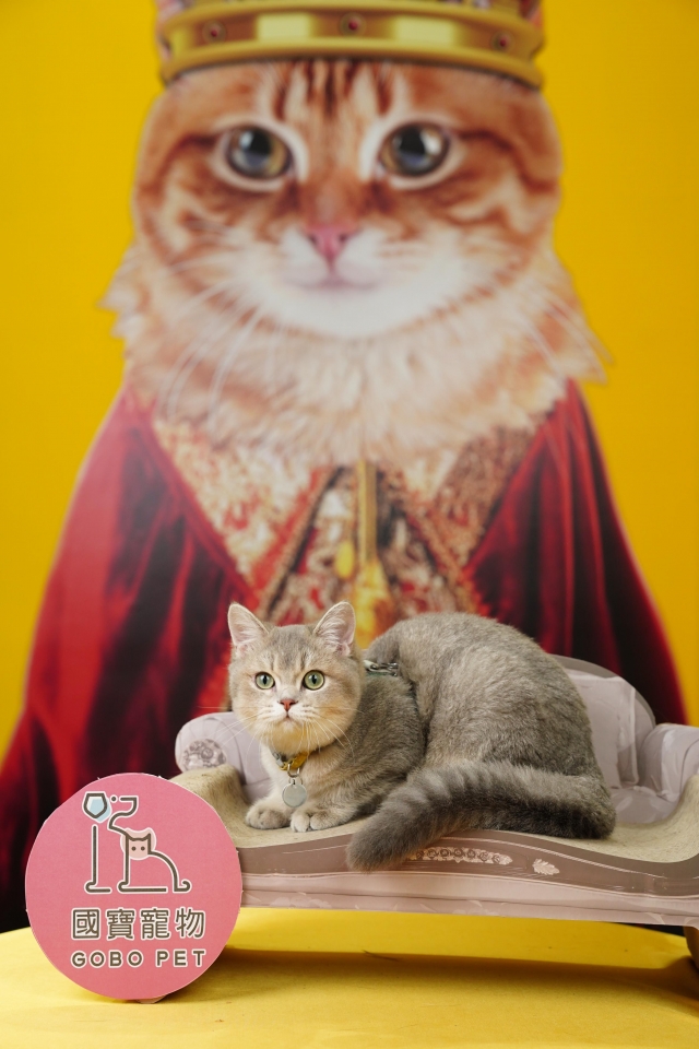 可愛又帥氣 全都包辦-國寶寵物喵寶貝大使_選拔賽