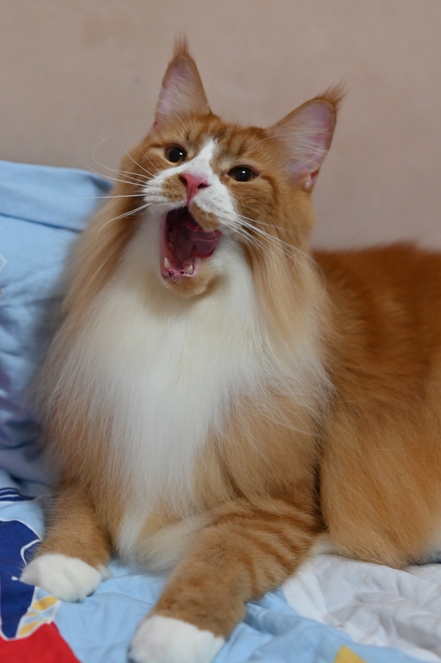 小獅子辛巴-國寶寵物喵寶貝大使_選拔賽