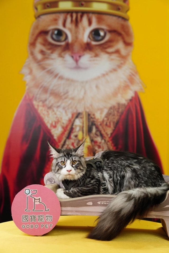 我是帥氣的緬因貓！-國寶寵物喵寶貝大使_選拔賽