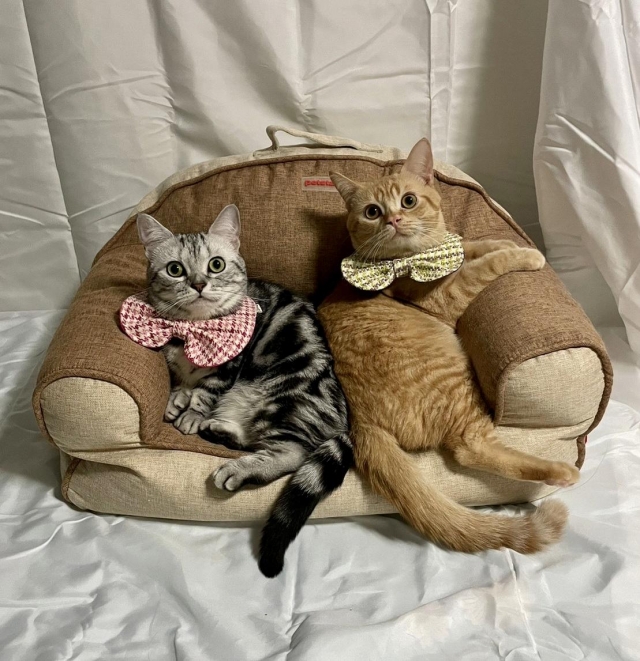 藍寶&路虎-國寶寵物喵寶貝大使_選拔賽