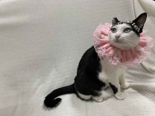 黛妞-國寶寵物喵寶貝大使_選拔賽