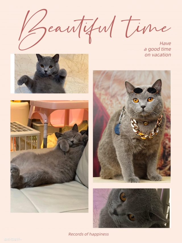 大家好我是帥氣ㄉ奶茶 喵～-國寶寵物喵寶貝大使_選拔賽