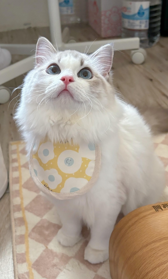 布哩-國寶寵物喵寶貝大使_選拔賽