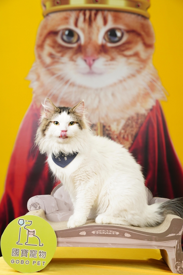 不知道看到什麼反正就想吃-國寶寵物喵寶貝大使_選拔賽