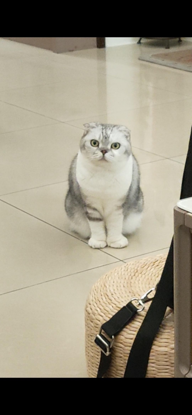 我是家裡的小公主-國寶寵物喵寶貝大使_選拔賽