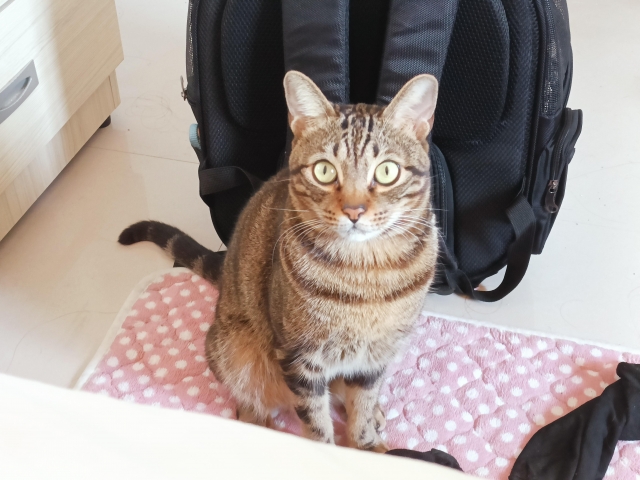 我叫妹妹-國寶寵物喵寶貝大使_選拔賽