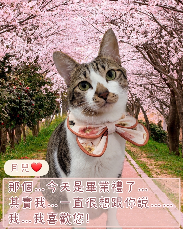 月の愛-國寶寵物喵寶貝大使_選拔賽