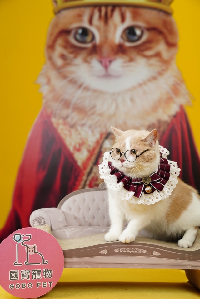 公舉病-國寶寵物喵寶貝大使_選拔賽