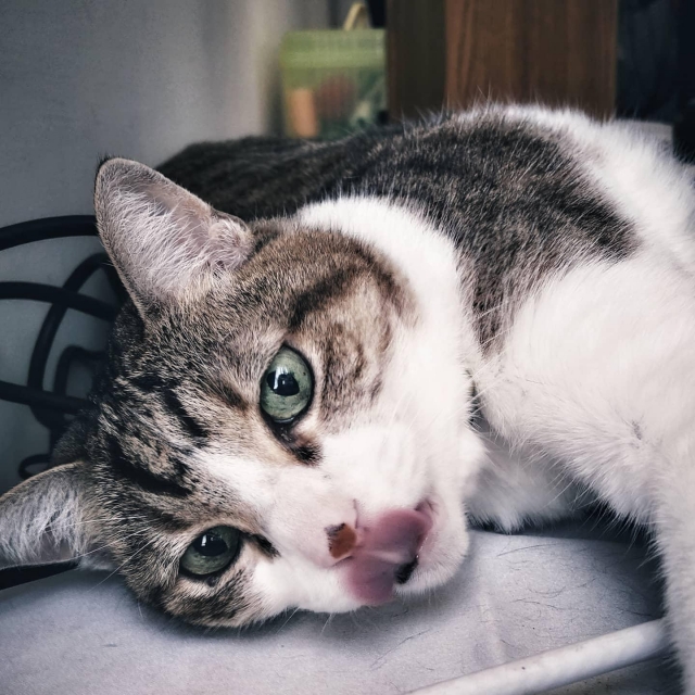 -國寶寵物喵寶貝大使_選拔賽