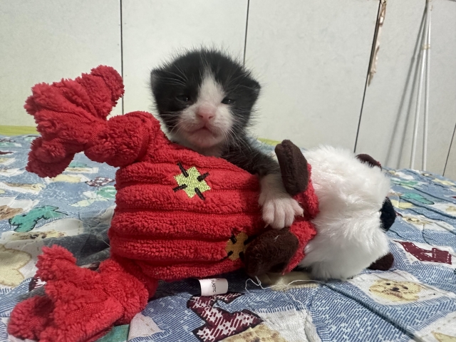 浪貓貓小寶-國寶寵物喵寶貝大使_選拔賽