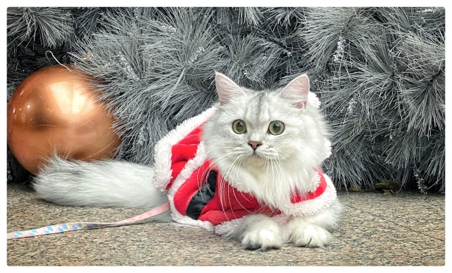 胖嘟嘟的麻糬貓-國寶寵物喵寶貝大使_選拔賽