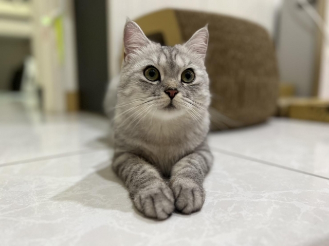 Buddy 八弟-國寶寵物喵寶貝大使_選拔賽