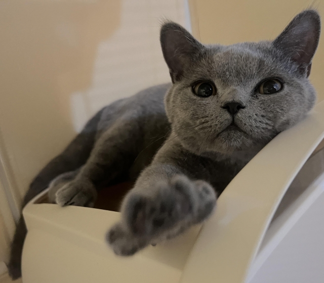 英短-Yuli-國寶寵物喵寶貝大使_選拔賽