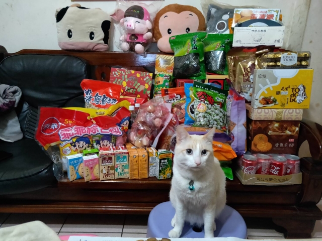 荳荳龍-國寶寵物喵寶貝大使_選拔賽