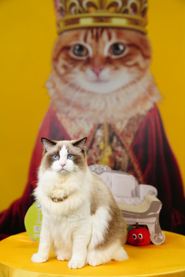 Fuku-國寶寵物喵寶貝大使_選拔賽