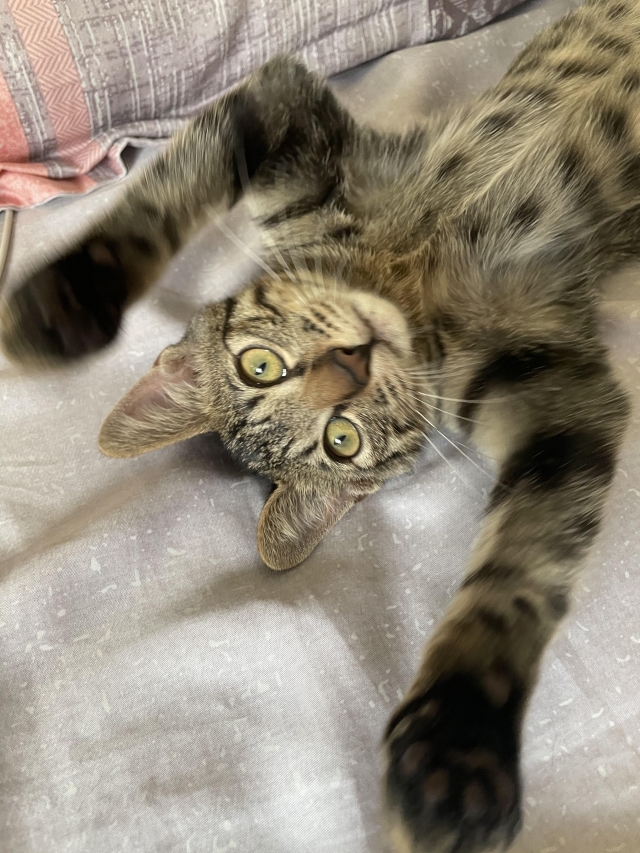 唬捏最萌萌❤️-國寶寵物喵寶貝大使_選拔賽