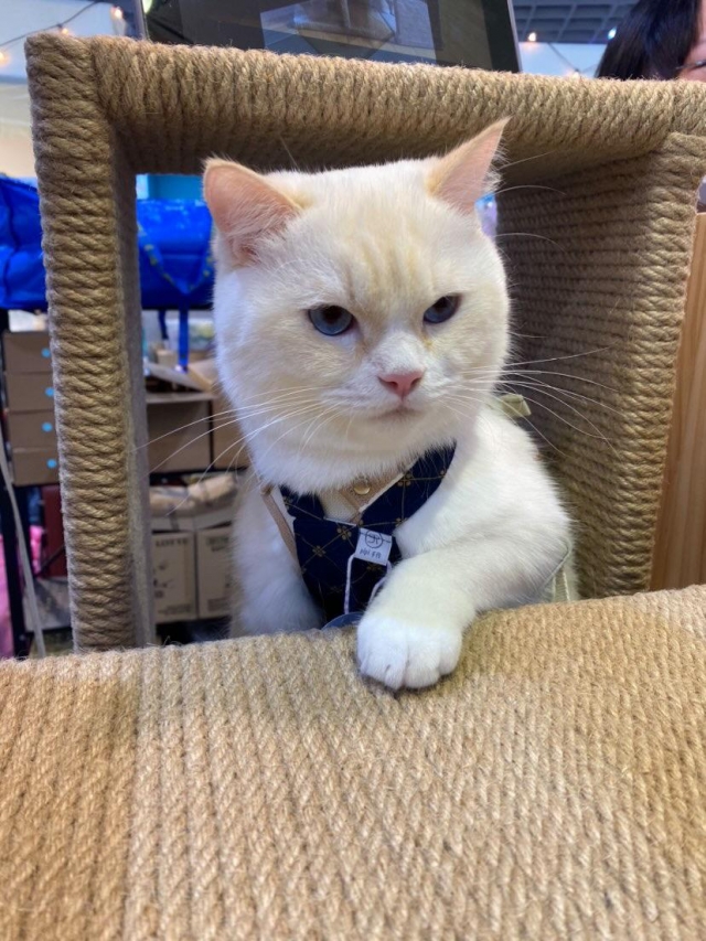 Kiri-國寶寵物喵寶貝大使_選拔賽